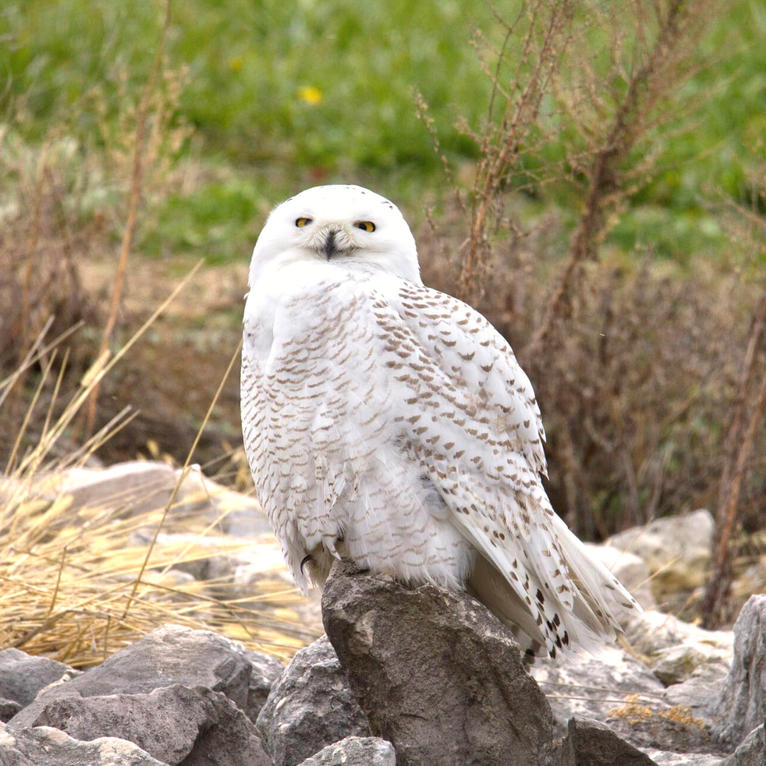 Snowy owl perched on a rock